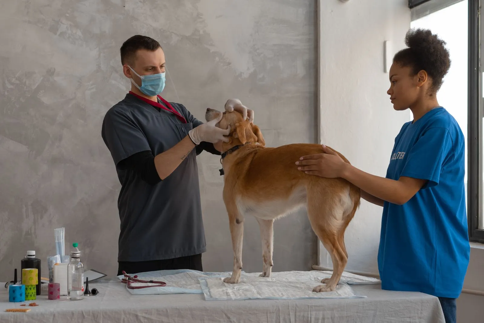 What to Expect During an In-Home Veterinary Visit